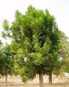Neem Oil A vegetable oil extracted from the seeds of the Asian neem tree (Azadirachta