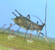 Homoptera (Aphids, Whiteflies, Leafhoppers,
