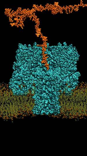 DNA permeation through α hemolysin 360,000atom MD simulation Kasianowicz