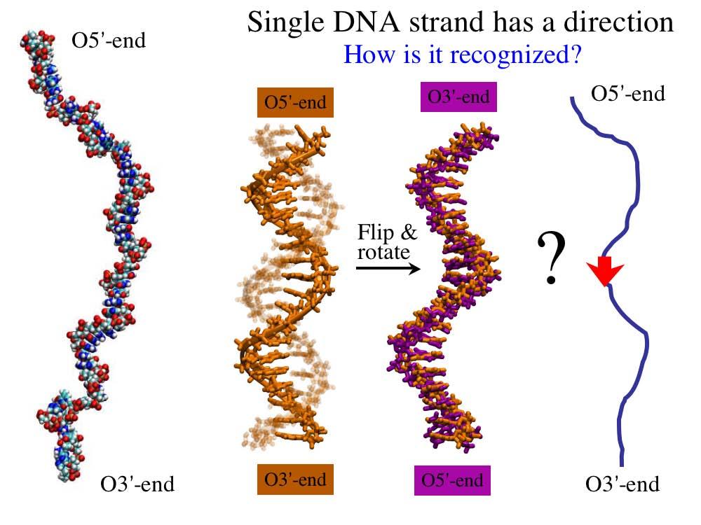 Translocation of DNA