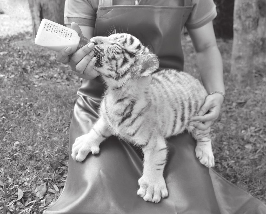 15 6 Young mammals that are orphaned can be bottle-fed. Fig. 6.1 shows a newborn tiger cub sucking on a bottle. Fig. 6.1 (a) (i) Sucking is an example of an involuntary action observed in newborn mammals.