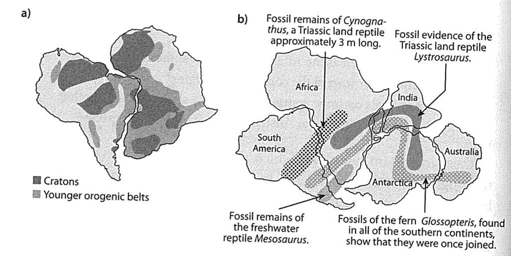 formation proposed by Wegener b) correspondence of fossils across continents that are currently separated 13
