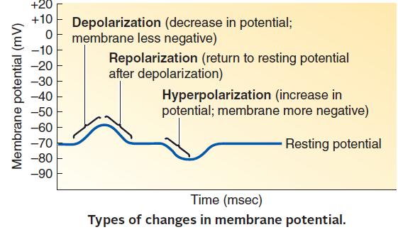 describing changes in membrane potential 1. Polarization: Charges are separated across the plasma membrane, so the membrane has potential.