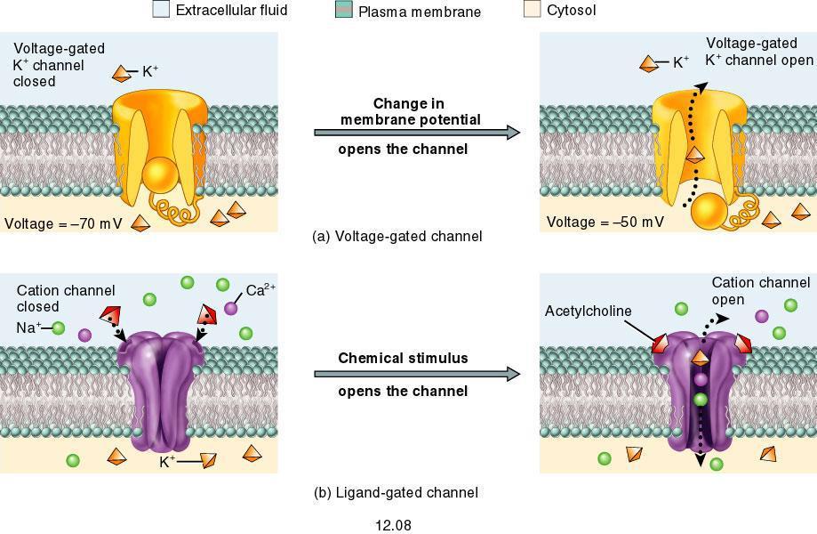 Electrical signals Changes in membrane potential are brought about by changes in ion movement across the membrane (how?).
