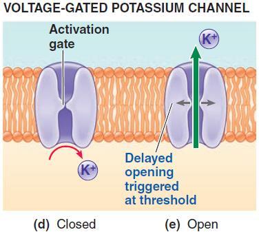 channels and some Na+ voltage gated channels. The flow of Na+ to the inside of the cell causes the membrane potential to be less negative.