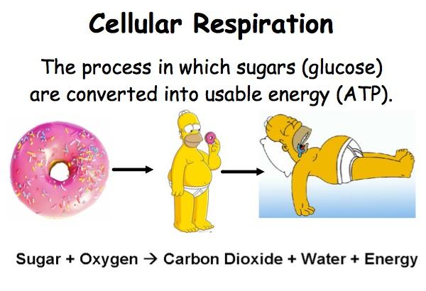Sugar + Oxygen > Energy +