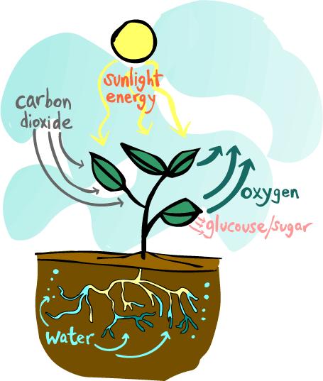 Photosynthesis Solar energy + 