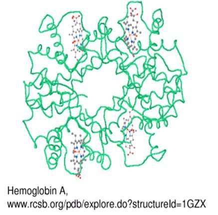 Example of paralogy: hemoglobin The subunit genes are paralogs of each other.
