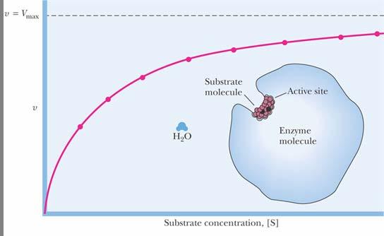 Substrate saturation curve for an enzyme-catalyzed reaction.