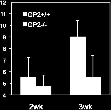 GP2 +/+ or GP2 -/- C57BL/6 mice were orally immunized with 5 10 7 CFUs of rsalmonella-toxc.