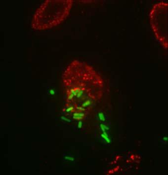 GP2 GFP-S. typhimurium 90 o Apical Basal Supplementary Figure 7 Colocalizaion of GP2 and S. Typhimurium in M cells.