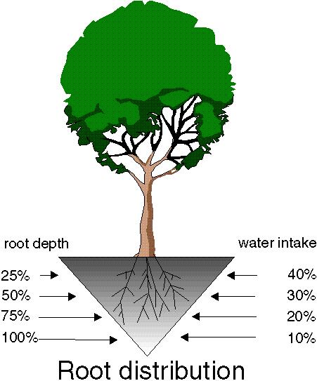 Root Distribution