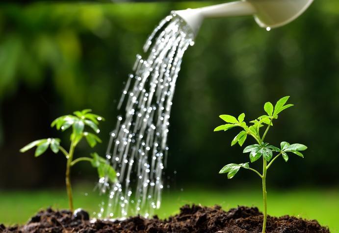 Water Water is necessary for: Photosynthesis Manufacture of carbohydrates Absorption of nutrients from the soil (through