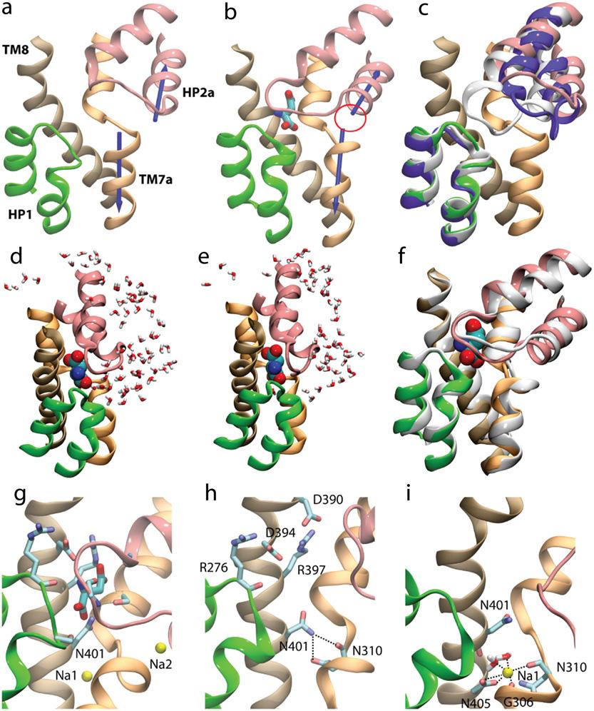 2296 Huang and Tajkhorshid FIGURE 3 Coupling of binding of the two Na 1 ions and the substrate. (a and b) Substrate-induced formation of Na2 binding site.