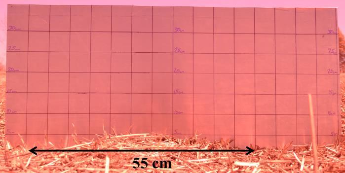 Figure 2. Photograph of surface topography at observation sites showing 55 cm furrow spacing and 5 cm depth. Grid cells on backdrop are 5x5 cm.