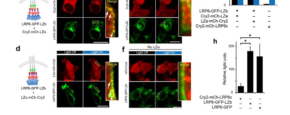 Supplementary Figure 3. CLICR enables activation of full-length transmembrane LRP6 co-receptor. (a) The CLICR method was applied to cluster and activate exogenously expressed LRP6-GFP- LZb.