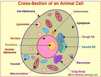 December 1, 2017 Mastery Objective: The students will compare and contrast characteristics of cells by color-coding