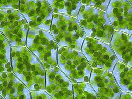 October 1, 2015 Mastery Objective: The students will examine functions of chloroplasts by observing and analyzing plant cells under the microscope.