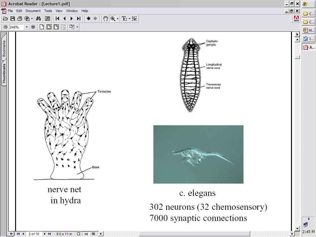Invertebrates nerve nets and ganglia (thanks