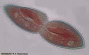 Binary fission: prokaryotic organisms 2) Mitosis: