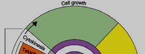Cell Cycle Cell s life Regulated by the organism Varies from: Species to species Cell types within an organism Divided into phases