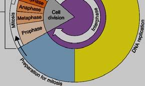 Thus, a cell grows (G1), continues to grow as it duplicates its (S), grows more and prepares for mitosis (G2), the nucleus divides (M),