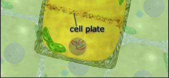 cell wall (b) Plant