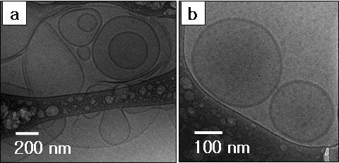 (c) cryo- TEM image of a 2-D network structure of 1c in aqueous