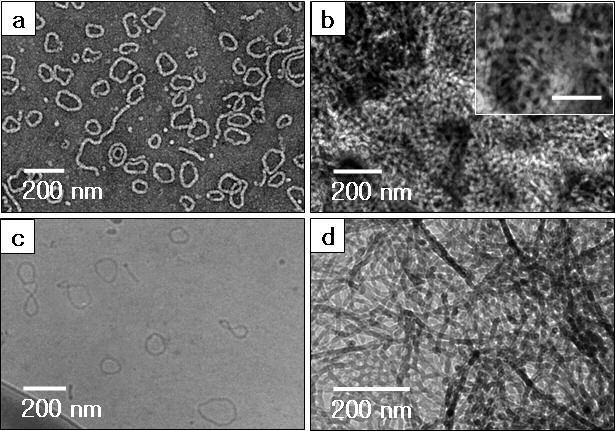 Influence of concentration on the aggregation structure of 1b and 1c Figure S7. TEM images of films cast from 0.1wt % solutions of (a) 1b and (b) 1c, (inset) high magnification, scale bar is 100 nm.