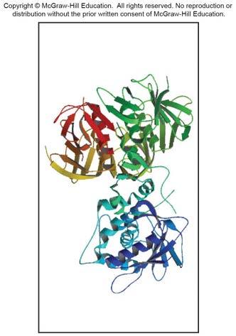 Scoping Out the Chapter (5 of 6) Proteins: The three-dimensional shape of proteins is essential to