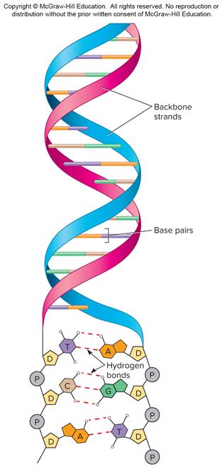 4. Nucleic Acids: Double Helix of DNA DNA is formed by two very long polynucleotide