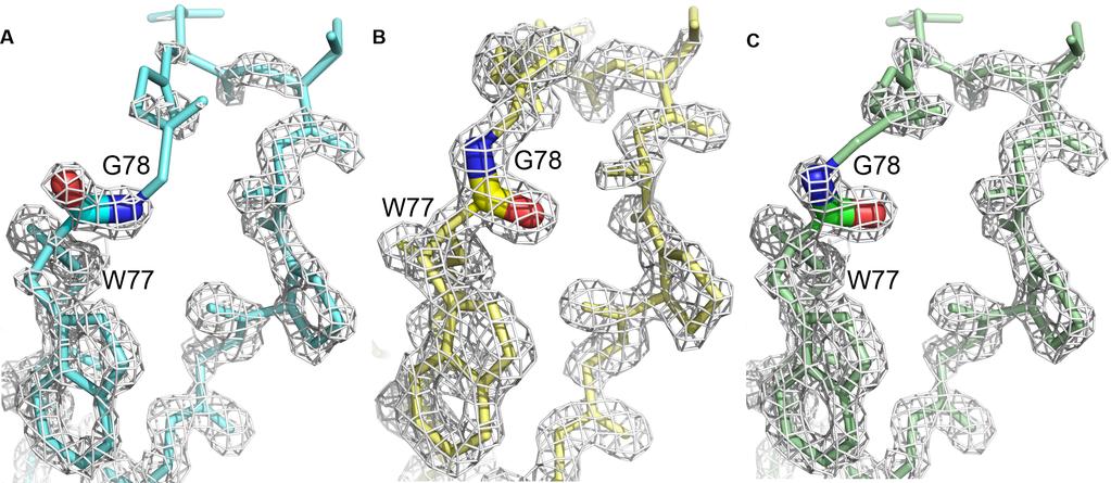 Figure S6. Electron density maps of OAA suggest flexibility in the absence of sugar in binding site 2.