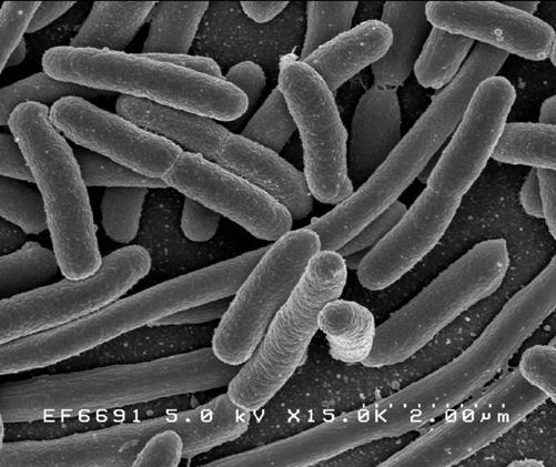 E. coli: Genome length 4 10 6 nucleotides Number of cell types 1