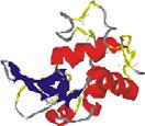 gene Regulatory protein or RNA Enzyme
