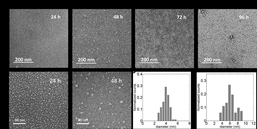 Supplementary Figure 5: Negative stain TEM images at 2.95k magnification for (a) 24 h sample, (b) 48 h sample, (c) 72 h sample, and (d) 96 h sample under controlled condition.