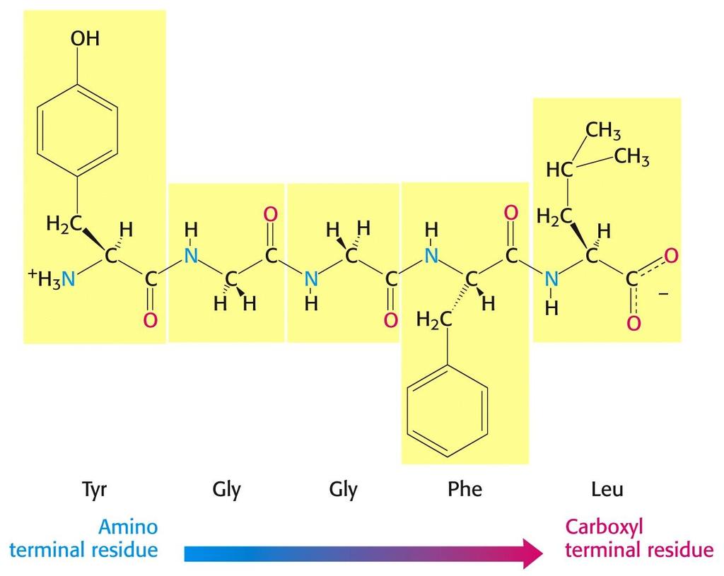 1- Amino Acid Structure: B -