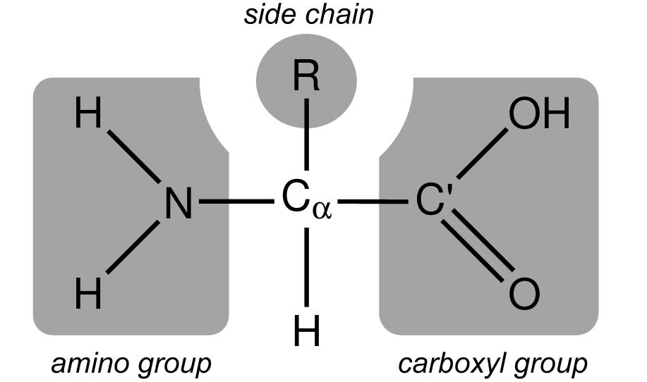 1- Amino Acid Structure One Amino Acid Cα is at the heart of the amino acid