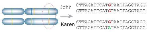 Genes! Gene = fragment of DNA that encodes a functional RNA or protein product! molecular units of heredity defining phenotypic traits (e.g. eye colour)!