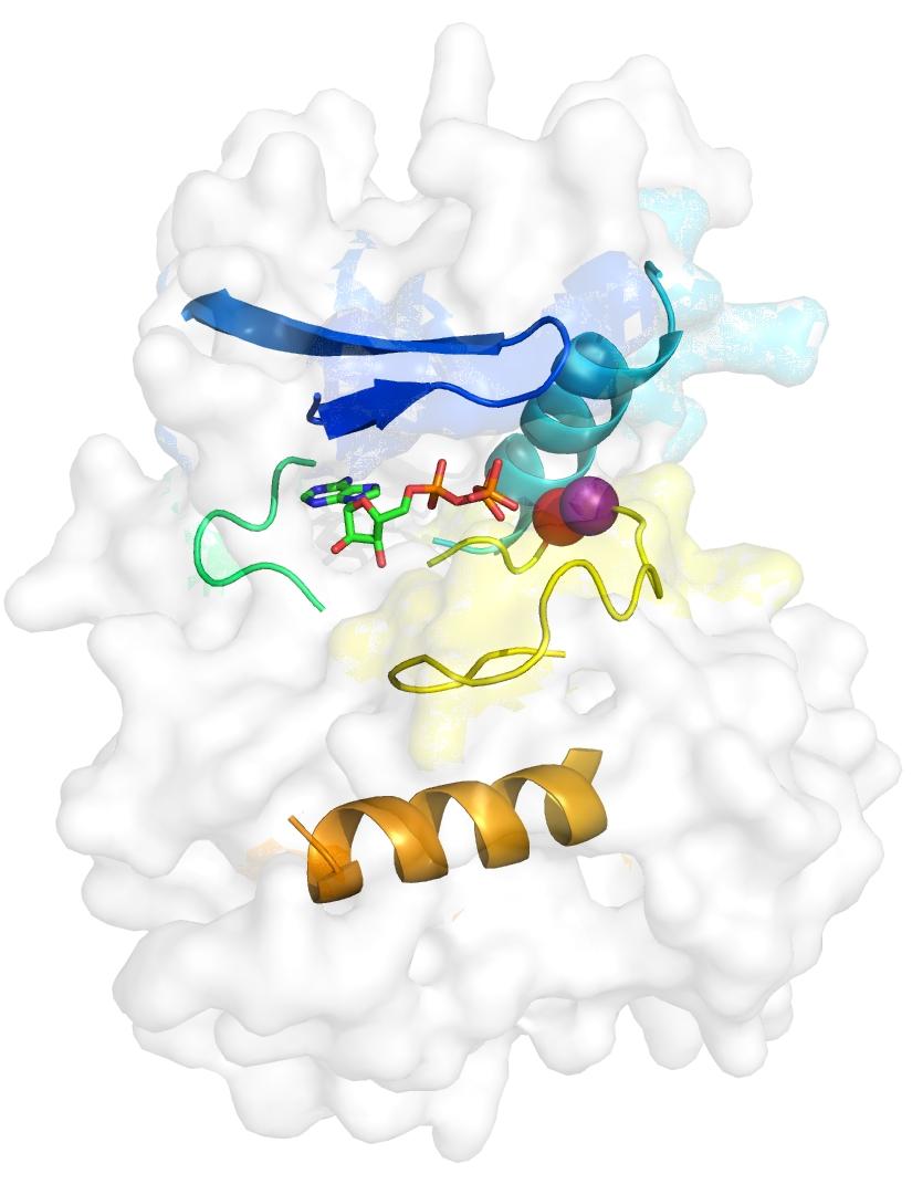 (a) N-terminal β-sheet domain Helix 1 Hinge loop ATP Activation