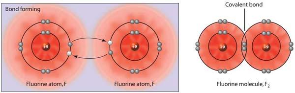 Multiple covalent bonds are frequently observed in