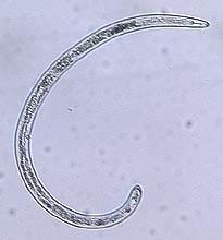 A Fig. 1. Female (A) and male (B) of Peltamigratus christiei. B When viewed under low magnification, P. christiei may be confused with other plant-parasitic nematodes, including Hoplolaimus spp.
