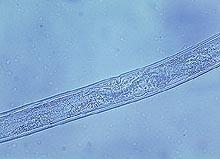 christiei from common nematodes found in turfgrass samples in the southern United States. On occasion, other nematodes also may be confused with P.