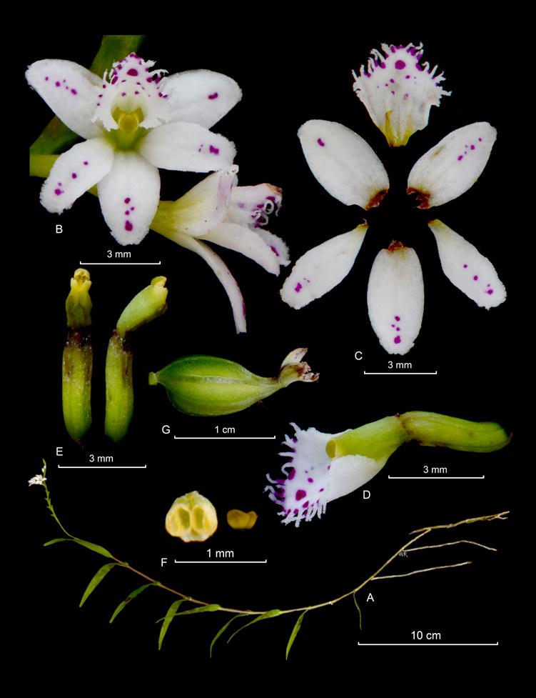 TEXT by A. P. Karremans & J. S. Moreno LCDP by A. P. Karremans Epidendrum fimbriatum Kunth Nov. Gen. Sp. 1: 351. 1816 Type: Colombia.