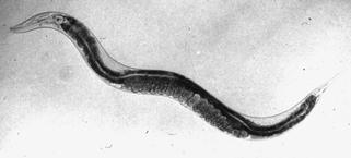 Introduction The nematode worm Caenorhabditis elegans has been the subject of intensive molecular and genetic analysis.