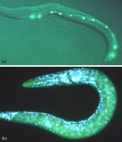death (apoptosis), leaving 558 cells in the L1larva. (see Caenorhabditis elegans embryo: genetic analysis of cell specification.