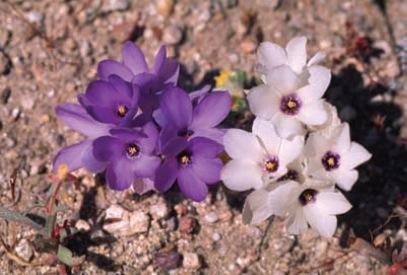 Linanthus parryae population structure Annual plant in Mojave desert is classic example of migration vs drift Allele for blue flower color is recessive Use F-statistics to partition variation among