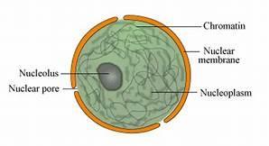 (iii)it protects the inner cell organelles bounding the cell from outside. (iv) It also with stand the osmotic pressure which is developed by cell contents.