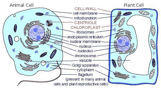 This phenomenon is called Plasmolysis. 21) What are vacuoles? Vacuoles are fluid-field structures surrounded by a membrane known as tonoplast. The fluid in the vacuoles is called cell sap.