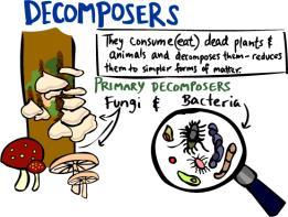 C. Producers = life 1. If no producers, then no food, so no life! D. Decomposers = life (almost) 1.