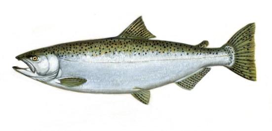 Salmon Survival in 2011 Adult Chinook Returns What happened in 2011?